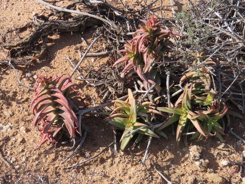 Crassula fusca