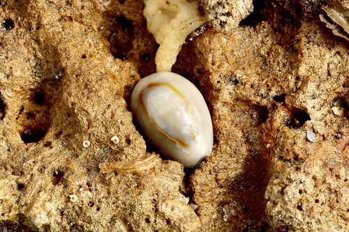 Cypraea observed 2024-09-20