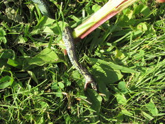 Thamnophis sirtalis semifasciatus