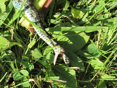 Thamnophis sirtalis semifasciatus