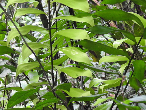Zamia pseudomonticola