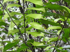 Zamia pseudomonticola