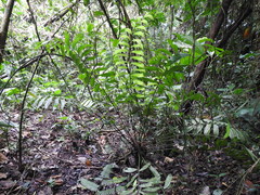 Zamia pseudomonticola
