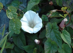 Convolvulaceae