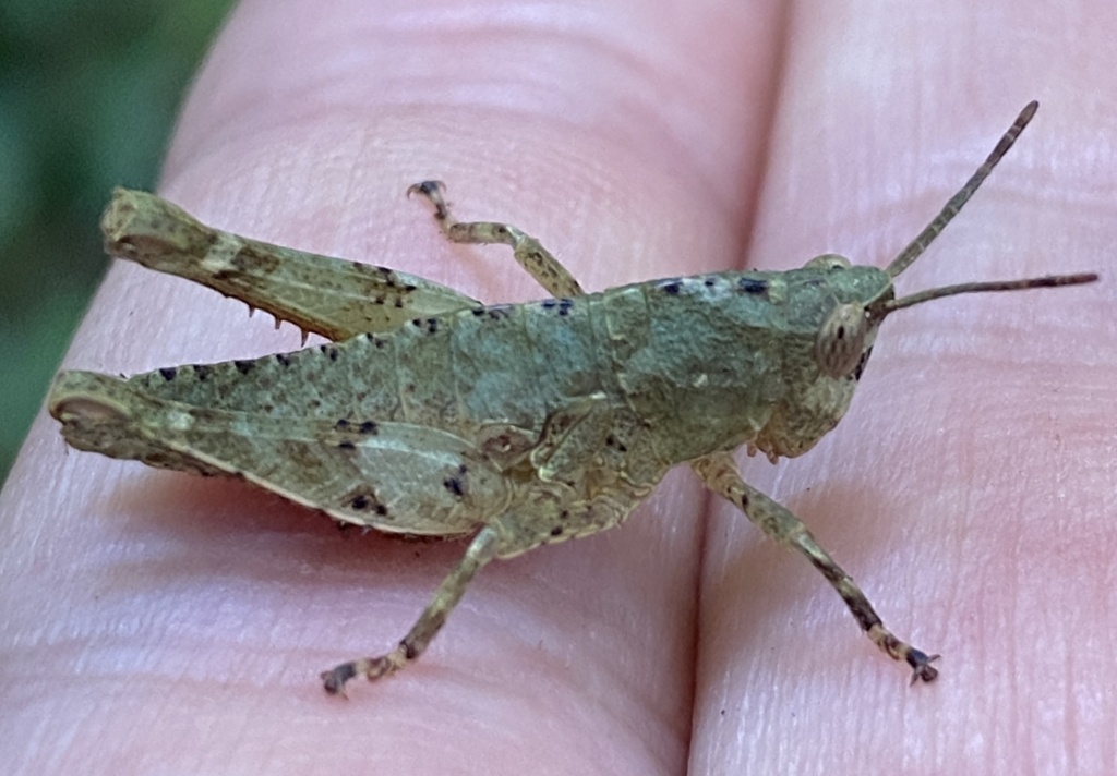 Ixalidium haematoscelis