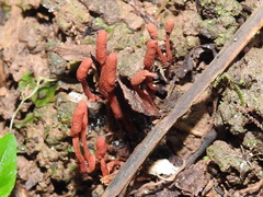 Cordyceps pruinosa