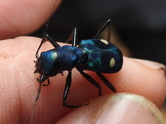 Pseudoxycheila tarsalis