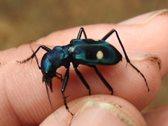 Pseudoxycheila tarsalis