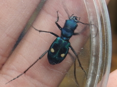 Pseudoxycheila tarsalis