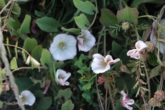 Convolvulaceae