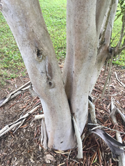 Tristaniopsis exiliflora