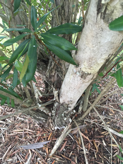 Tristaniopsis exiliflora