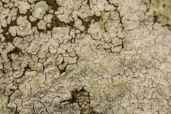 Trapelia placodioides