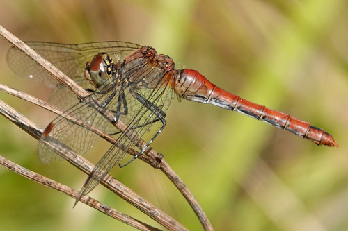 Ruddy Darter, photo 4 of 10