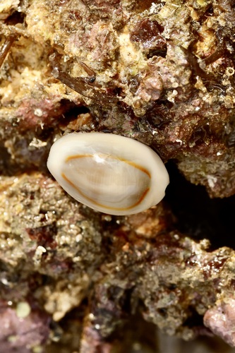 Cypraea observed 2024-09-20