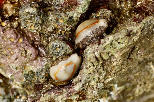 Cypraea observed 2024-09-20