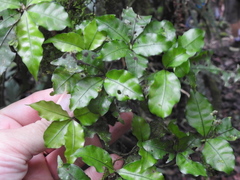Psychotria graciliflora