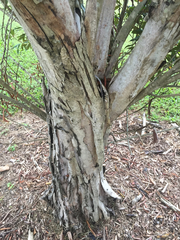 Tristaniopsis exiliflora