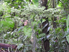 Psychotria graciliflora
