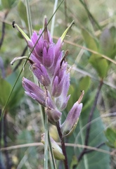 Castilleja elata