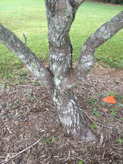 Syzygium hemilamprum