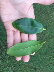 Syzygium hemilamprum