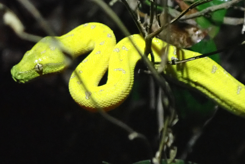Southern Green Python sighting