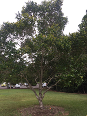 Syzygium hemilamprum