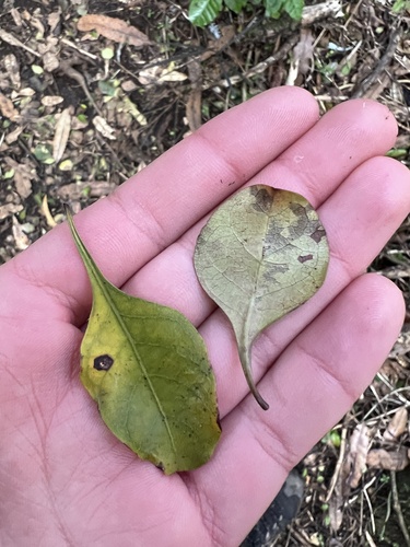 Image of Coprosma arborea by (c) Hannah Rogers, some rights reserved (CC BY)