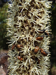 Phyllotocus scutellaris