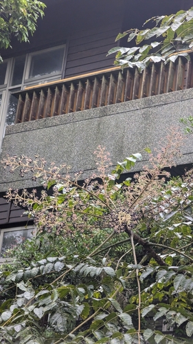 Image of Aralia decaisneana by (c) Cheng-Te Hsu, some rights reserved (CC BY)