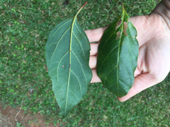 Gmelina