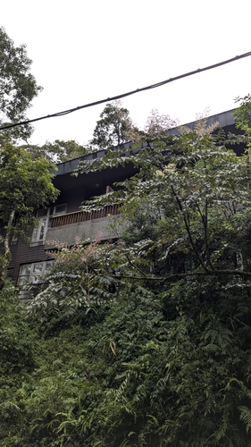 Image of Aralia decaisneana by (c) Cheng-Te Hsu, some rights reserved (CC BY)