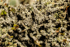 Bilimbia sabuletorum