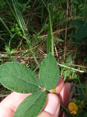 Rhynchosia tomentosa