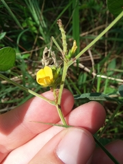 Rhynchosia tomentosa