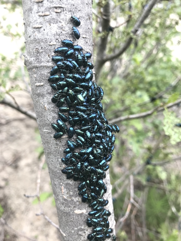 Alticina