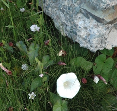 Convolvulaceae