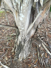 Tristaniopsis exiliflora