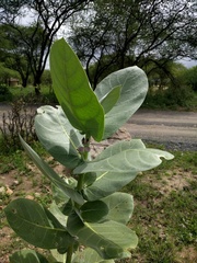 Calotropis