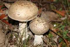 Amanita ananiceps