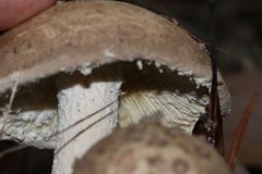 Amanita ananiceps