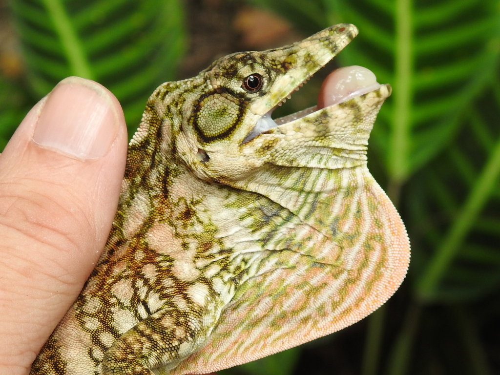 Las Cruces Giant Anole