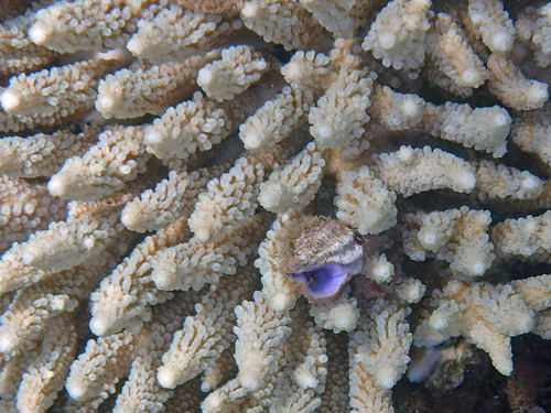Coralliophila costularis observed 2024-09-30