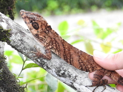Anolis savagei
