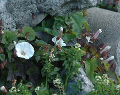 Convolvulaceae