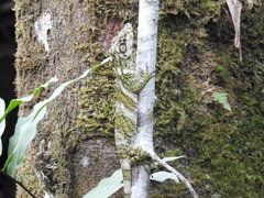 Anolis savagei