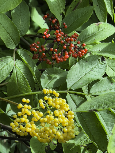 Sambucus racemosa iNat (3)