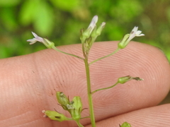 Diastatea