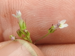 Diastatea